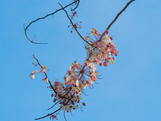 sakura in thailand and clear blue sky.
