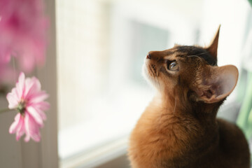 Red cat looks at a bouquet of pink flowers on the window. Spring mood and springtime concept. Cozy home with pets