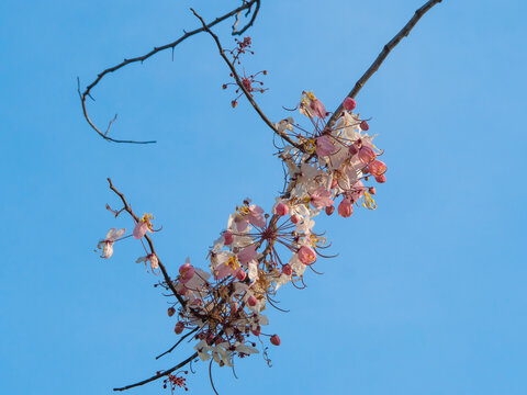 sakura in thailand and clear blue sky.