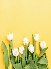 Top view of beautiful white tulips on yellow background