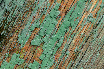 the peeling paint is green and mint colored like mold on an old rough rough wooden wet surface