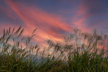 Fototapeta premium Meadow Reed Sways.Wild Grass Sway From Wind Against Sky. Blue sky