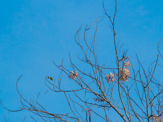 sakura in thailand and clear blue sky.