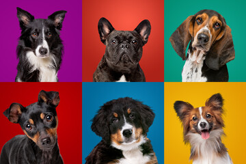 dog portrait collection