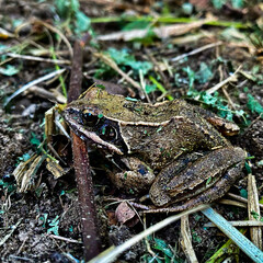 frog on the ground