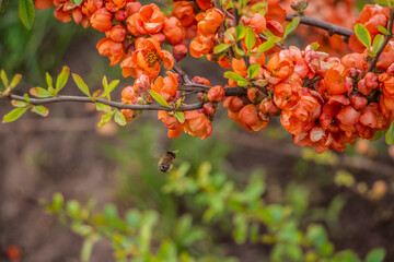 beautiful red, scarlet Chaenomeles japonica, spring bush in the meadow, floral background of delicate flowers