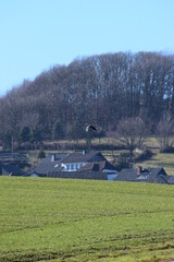 fliegender Rabe