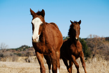 Young brown horses running closeup through ranch field.