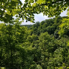 trees in the woods