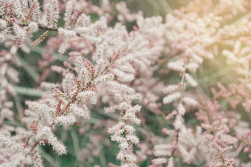 Blooming pink tamarisk flowers. Beautiful spring tree. Shiny nature concept.