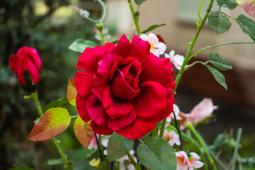 beautiful red, scarlet rose - artificial flower in the meadow, floral background of delicate flowers