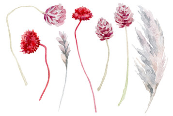 watercolor illustration, set of tropical flowers, white roses, anthurium, isolated flowers on a white background.