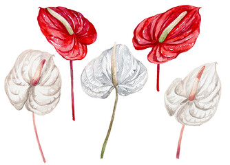 watercolor illustration, set of tropical flowers, white roses, anthurium, isolated flowers on a white background.