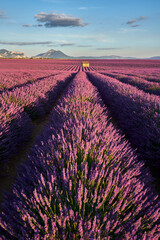 Lavender fields in Valensole Plateau at sunset in Summer. Alpes-de-Haute-Provence, France