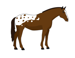 Brown blanket Appaloosa horse