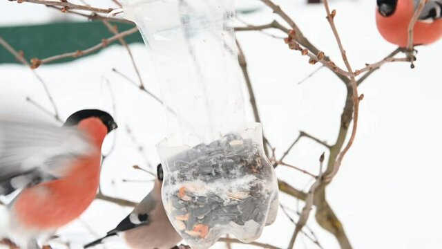 wild birds with red feathers bullfinches eat seeds and grain on a tree from a feeder in winter against a background of snow