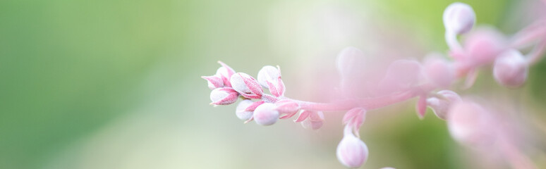 Fototapeta premium Concept nature view of White and pink leaf on blurred greenery background in garden and sunlight with copy space using as background natural green plants landscape, ecology, fresh wallpaper.