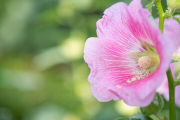 Concept nature view of White and pink leaf on blurred greenery background in garden and sunlight with copy space using as background natural green plants landscape, ecology, fresh wallpaper.