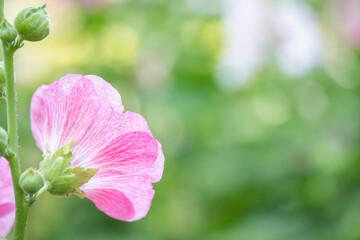 Concept nature view of White and pink leaf on blurred greenery background in garden and sunlight with copy space using as background natural green plants landscape, ecology, fresh wallpaper.