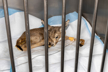 A sick baby Gazelle in a cage