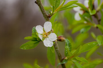 almond blossom