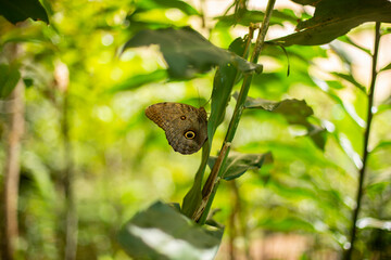 Butterfly farm - Mariposario Zhaveta Yard
