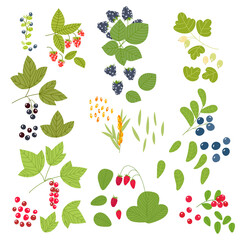 A large vector set of ripe berries. Juicy berries on the branches, individual berries, leaves. Elements for the design of menus, products, cosmetics, packaging, fabrics and much more.