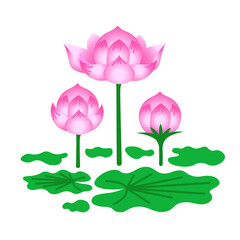Pink lotus. Flower and buds above leaves. Vector illustration.