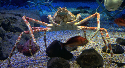 King crab in an aquarium with a stone fish
