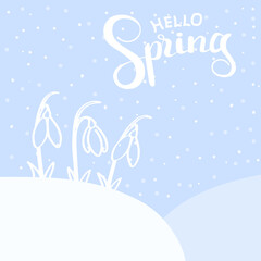 Fototapeta na wymiar Hello spring - template for a cover or postcard, snowdrops bloom in the snow, vector illustration. Pastel background with white lettering words.