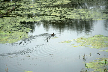 Danube river and its old waters are photographed in Bavaria near Regensburg