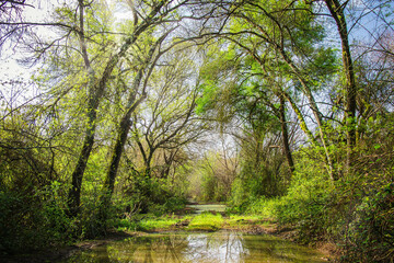Riverside view with beautiful trees in the flooded plains of the natural park of Boquilobo. Natural wildlife reserve of Boquilobo, Portugal.