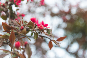 Flower buds with leaves on apple tree on white background in spring