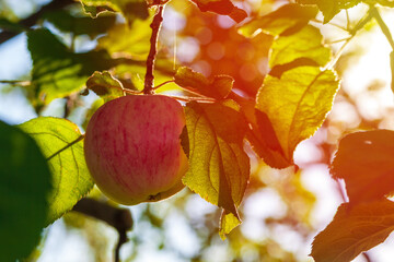 Lonely red ripe apple.