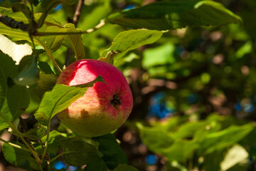 Lonely red ripe apple.