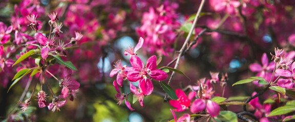 Fototapeta premium Close up of violet apple flowers with green leaves in spring sunny day. Wide banner format