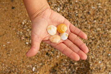 Woman's open hand on the beach showing seashells