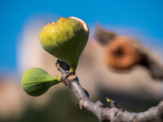 fig fruit on the tree in majorca, balearics, spain