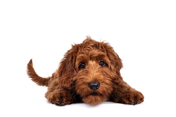 Cute red Cobberdog puppy, llaying down facing front. Looking curious towards camera. Isolated on...