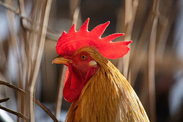 Rooster portrait with large red comb