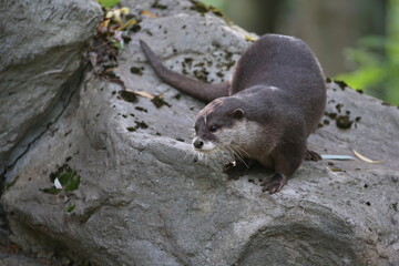 Asian small-clawed otter in the nature habitat. Otter in zoo during the lunch time. Wild scene with...