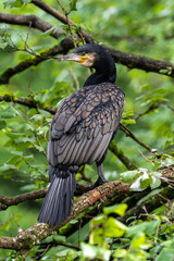 The great cormorant, Phalacrocorax carbo sitting on a branch