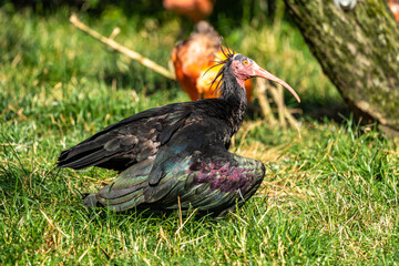 Northern Bald ibis, Geronticus eremita in the zoo