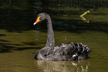 Black Swan, Cygnus atratus in a german nature park