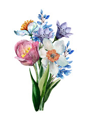 Spring bouquet with daffodil, tulip, hyacinth, bell and anemone flowers with buds and green leaves. Hand drawn watercolor painting on white background for design of cards, prints, wedding invitations.