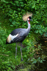 Black Crowned Crane, Balearica pavonina in a park