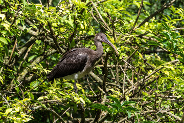 Glossy ibis, Plegadis falcinellus in a german zoo