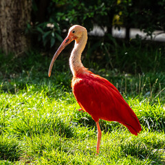 Scarlet ibis, Eudocimus ruber. Wildlife animal in the zoo