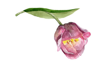 Pink tulip flower on a stem with green leaves. Hand drawn watercolor on white background for design of cards, wedding invitations, print, background, textiles, packaging, banner.