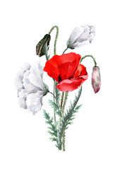Field bouquet of scarlet and white poppies on a stem with buds and green leaves. Hand drawn watercolor illustration on white background for design of cards, wedding invitations, print, background.